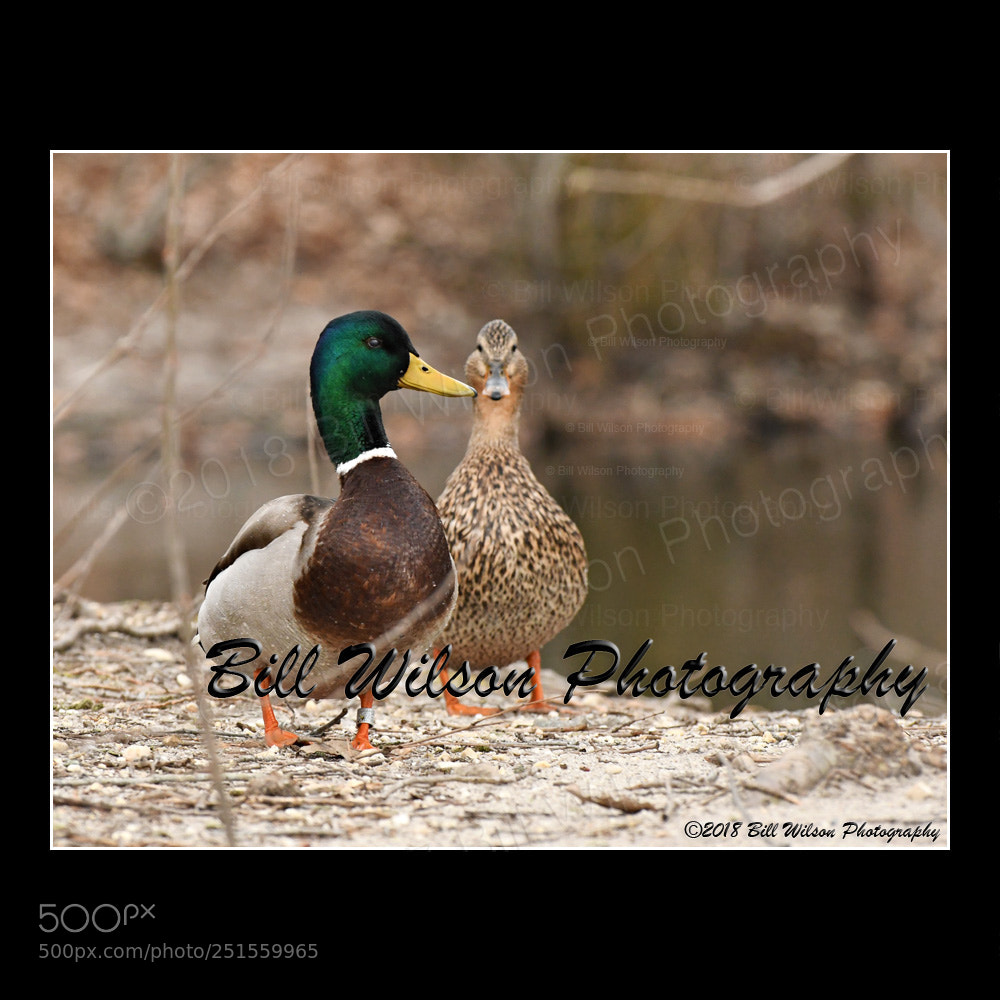 Nikon D500 sample photo. Mallards photography