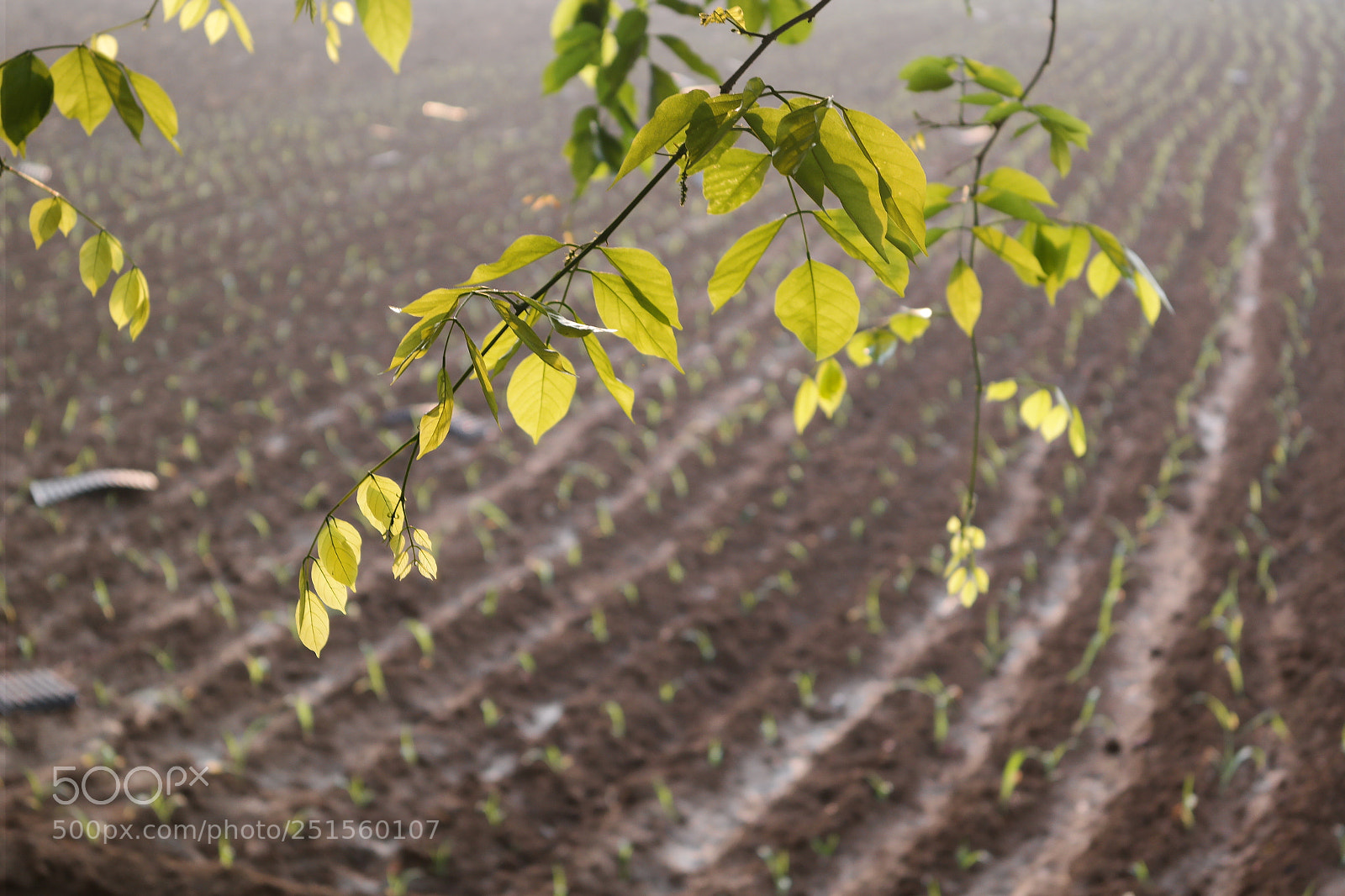 Samsung NX2000 sample photo. Morning ride photography