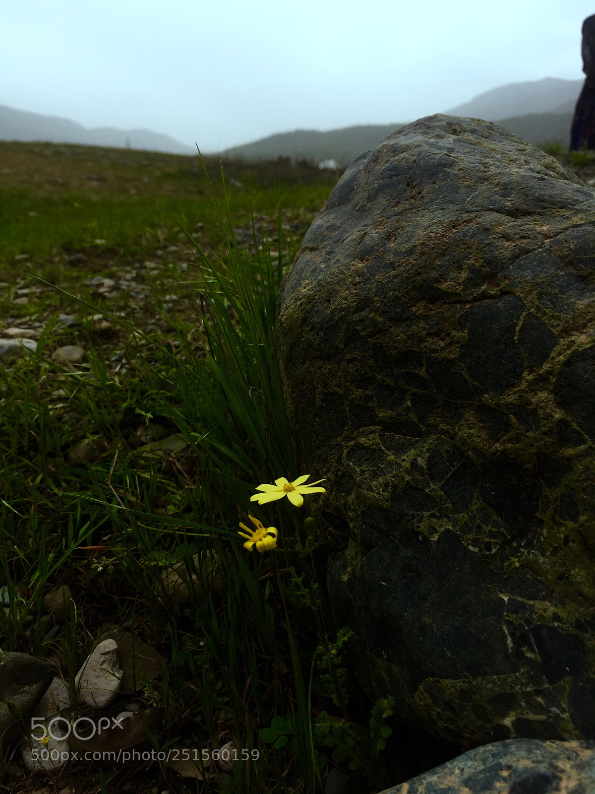 Apple iPhone 6 sample photo. Life besides the stone photography