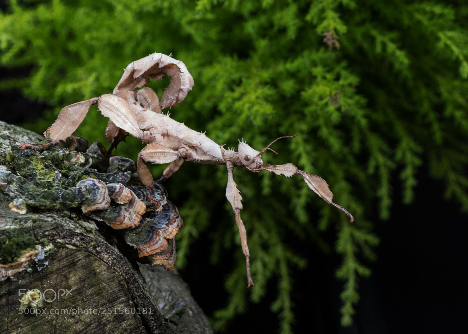 Nikon D500 sample photo. Spiny leaf stick insect photography