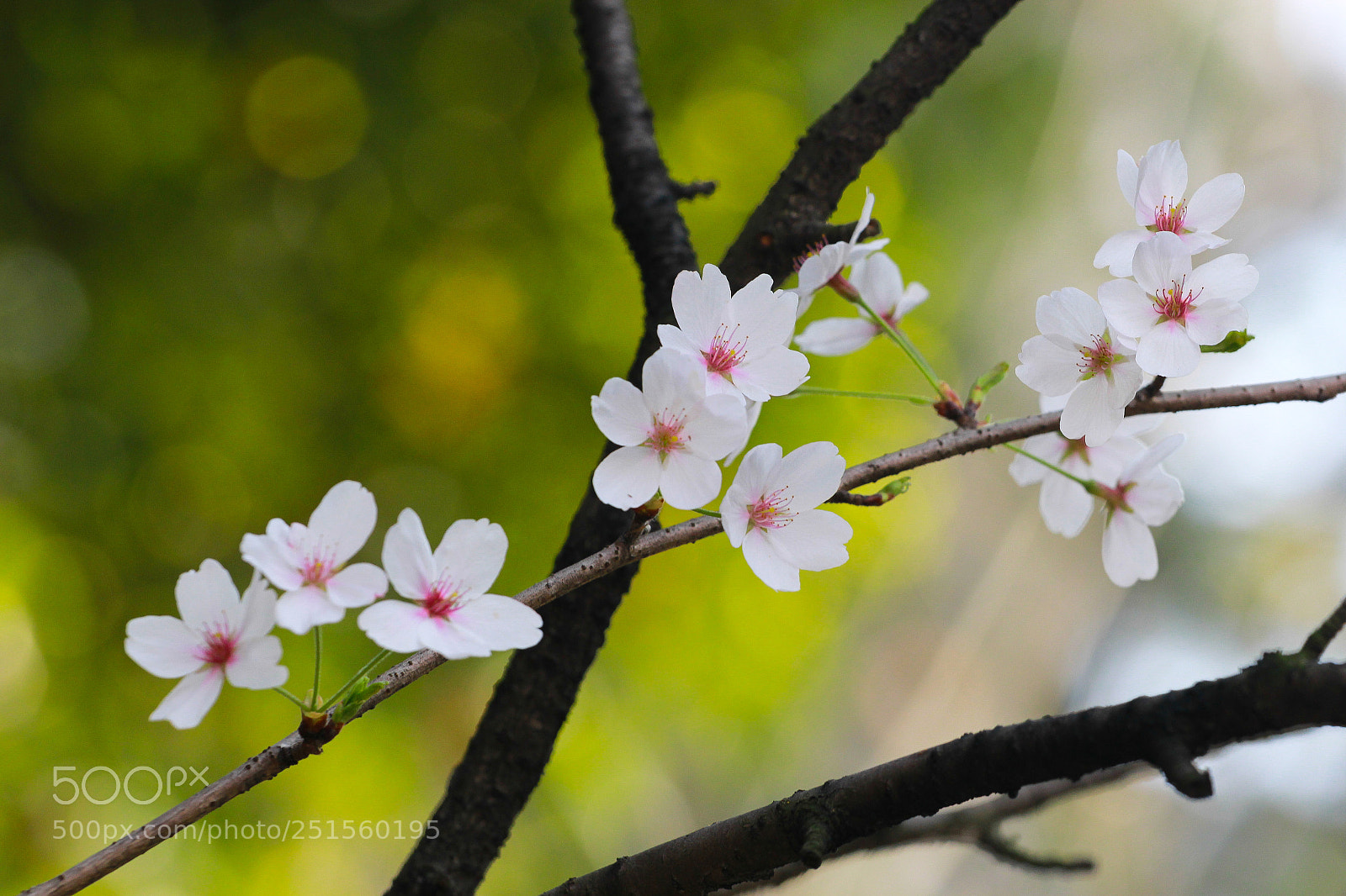 Canon EOS 60D sample photo. Img photography