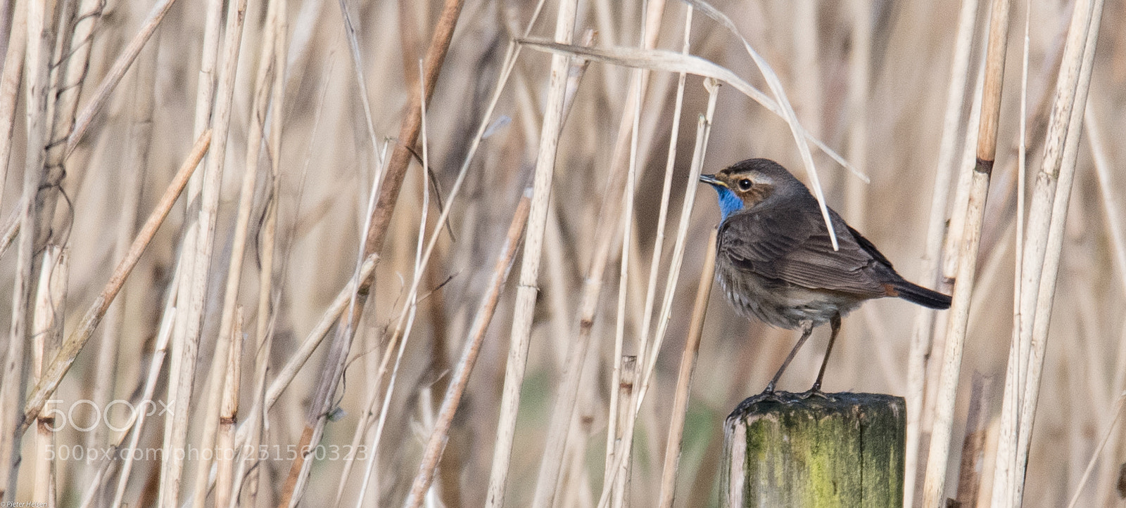 Nikon D500 sample photo. Blauwborst photography