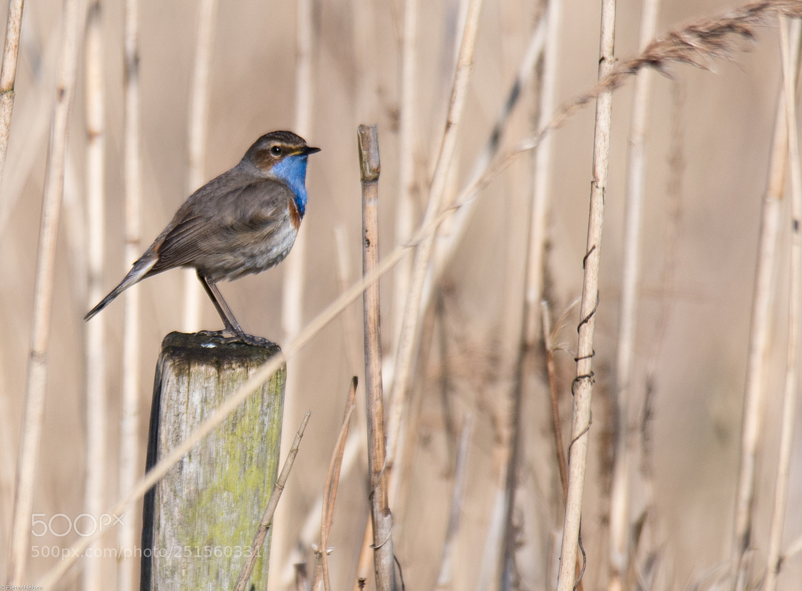 Nikon D500 sample photo. Blauwborst photography