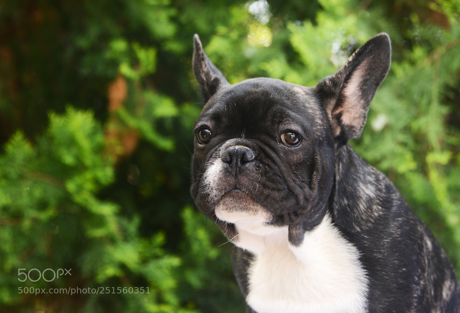 Nikon D800 sample photo. French bulldog photography