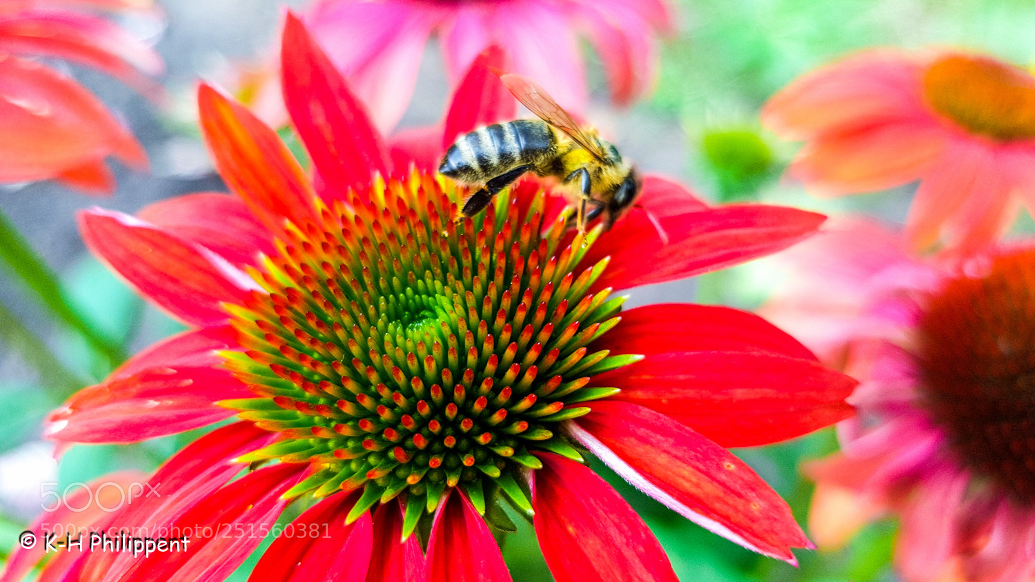 Samsung Galaxy S8 sample photo. Kassel germany , botanical photography