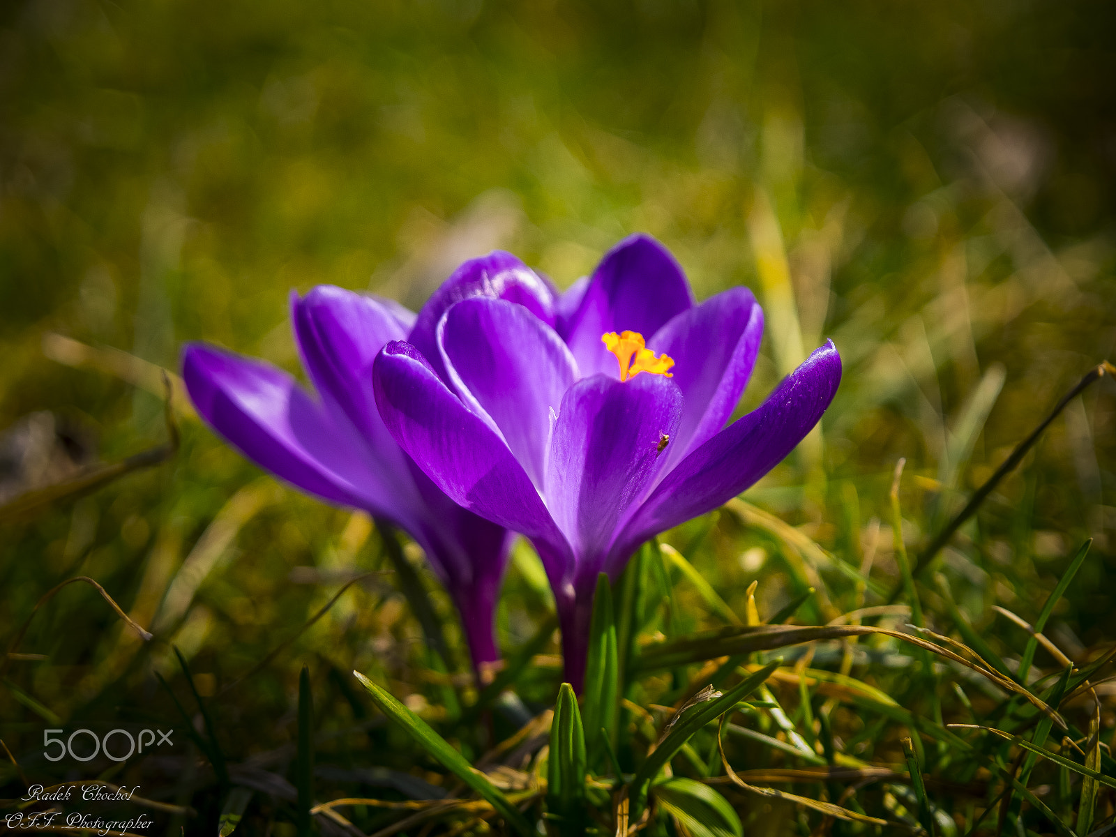 Olympus E-5 sample photo. Spring time 2018 photography