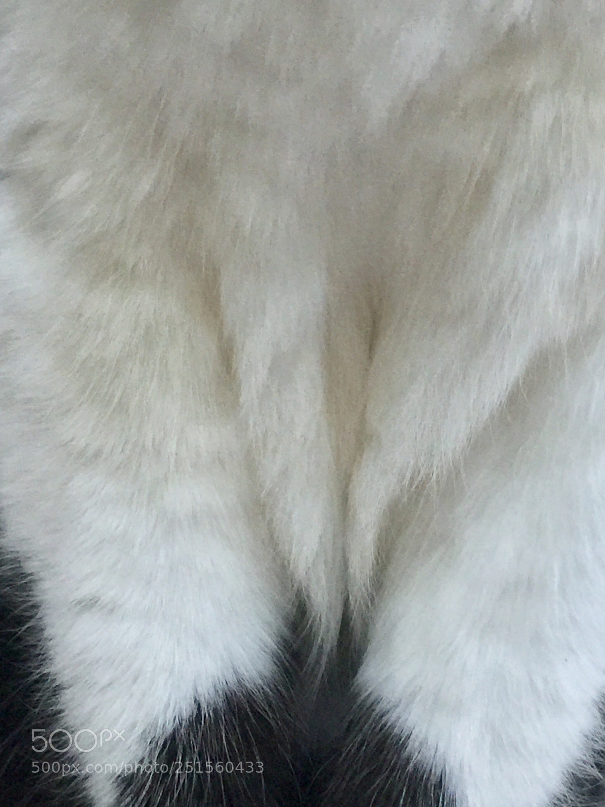 Apple iPhone 6 Plus sample photo. White diptych 1: no tie photography