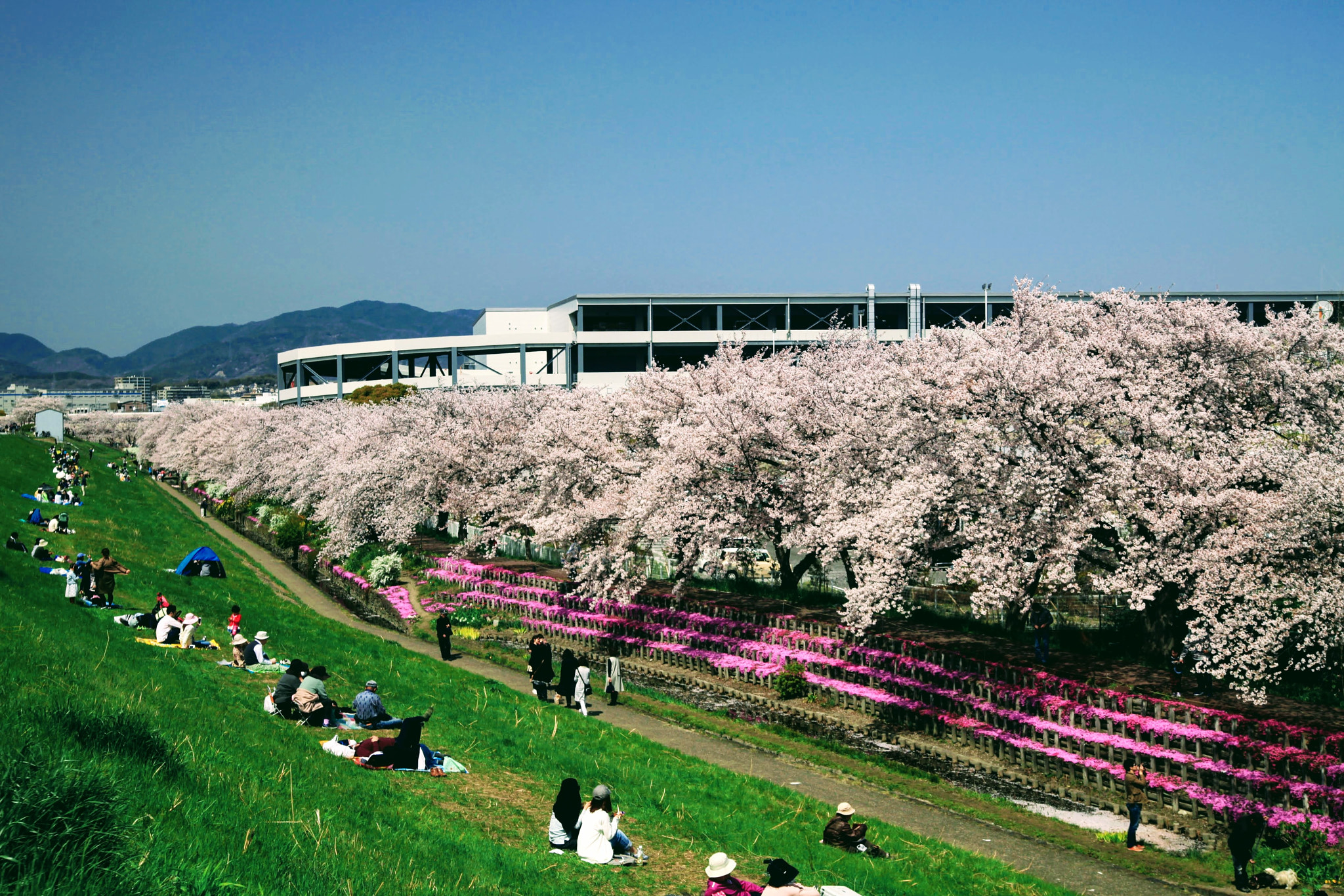 Canon EOS 5D Mark II sample photo. Cherry blossoms photography