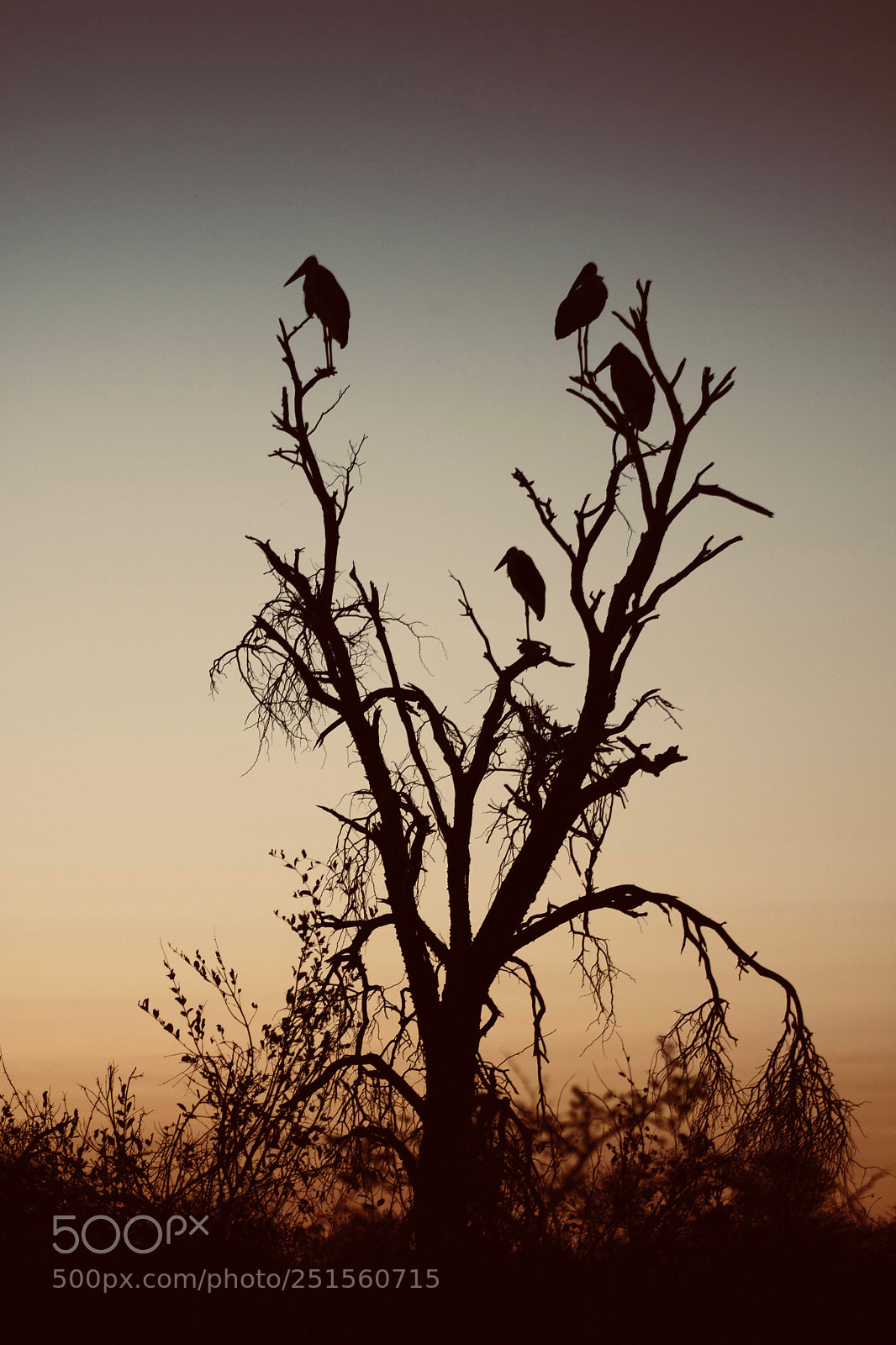 Canon EOS 50D sample photo. Kruger sunset photography