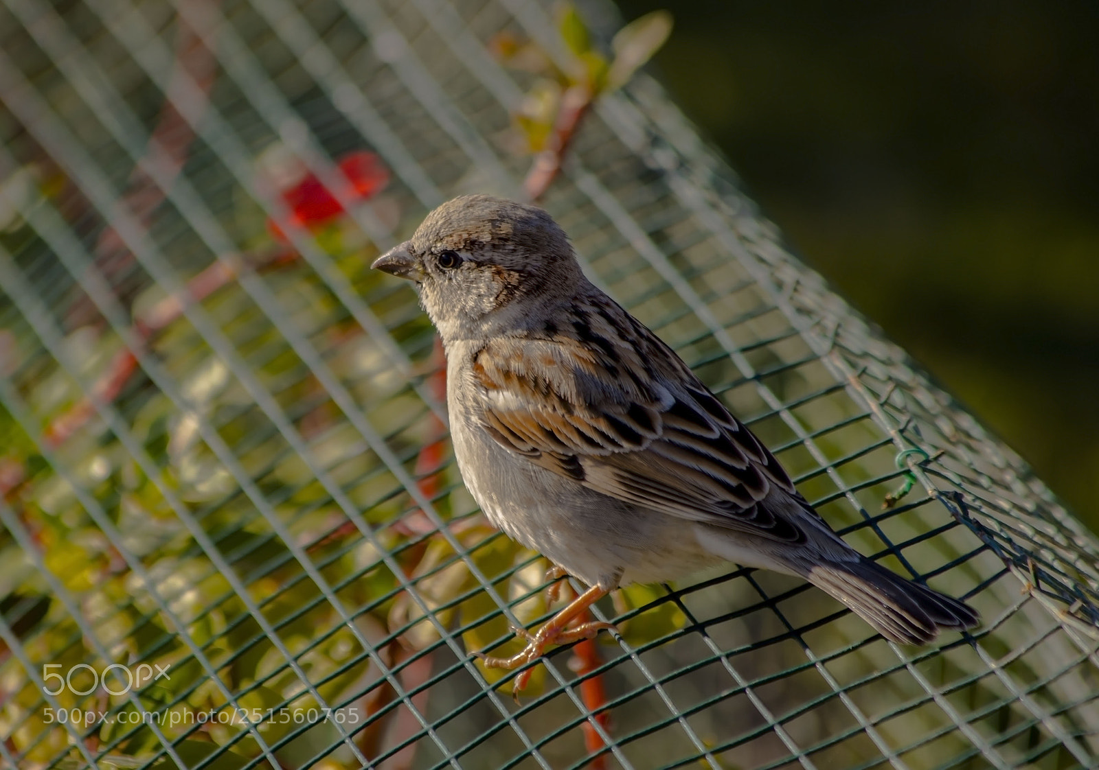 Canon EOS 6D Mark II sample photo. Cute sparrow photography