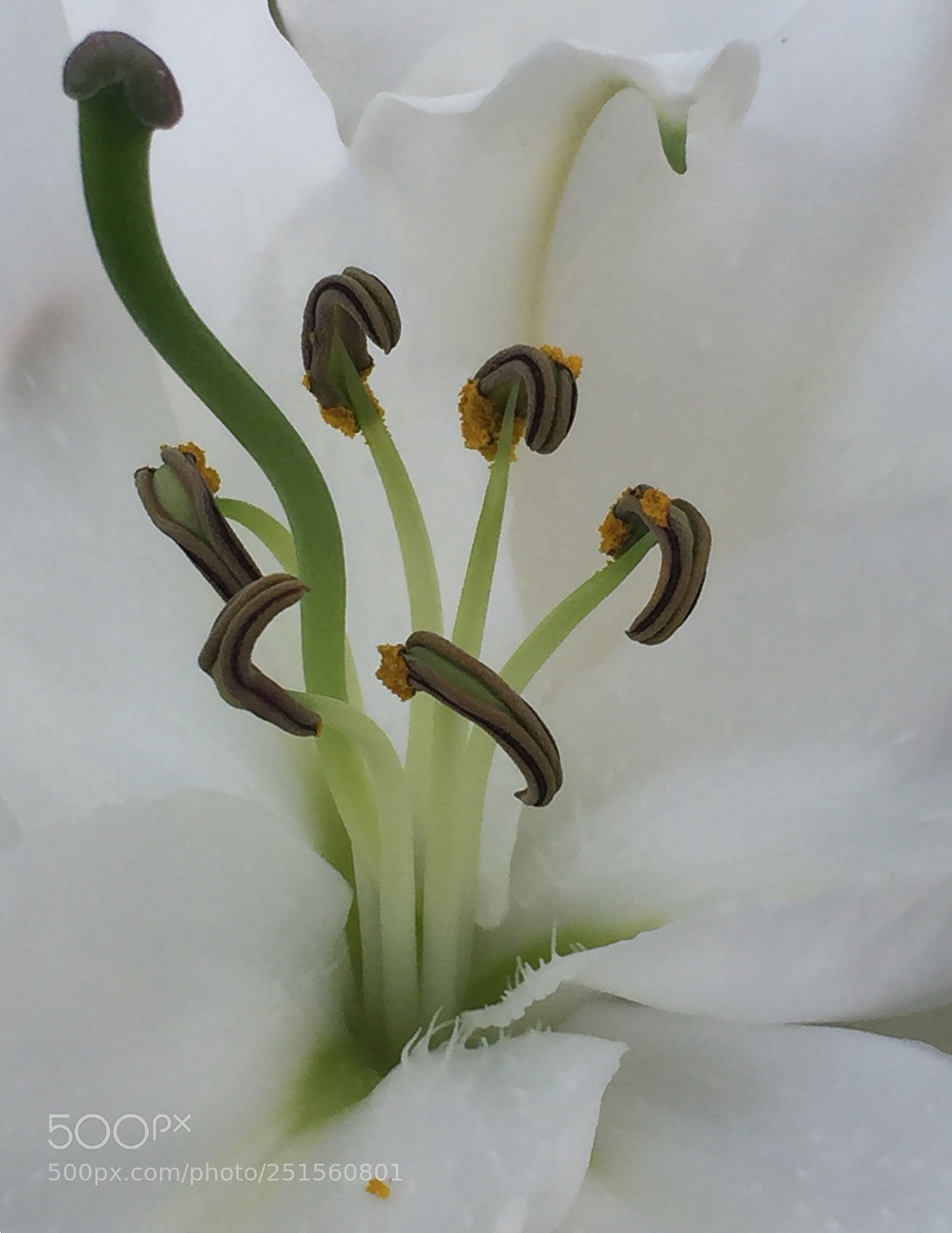 Apple iPhone 6 Plus sample photo. White diptych 2: grain photography