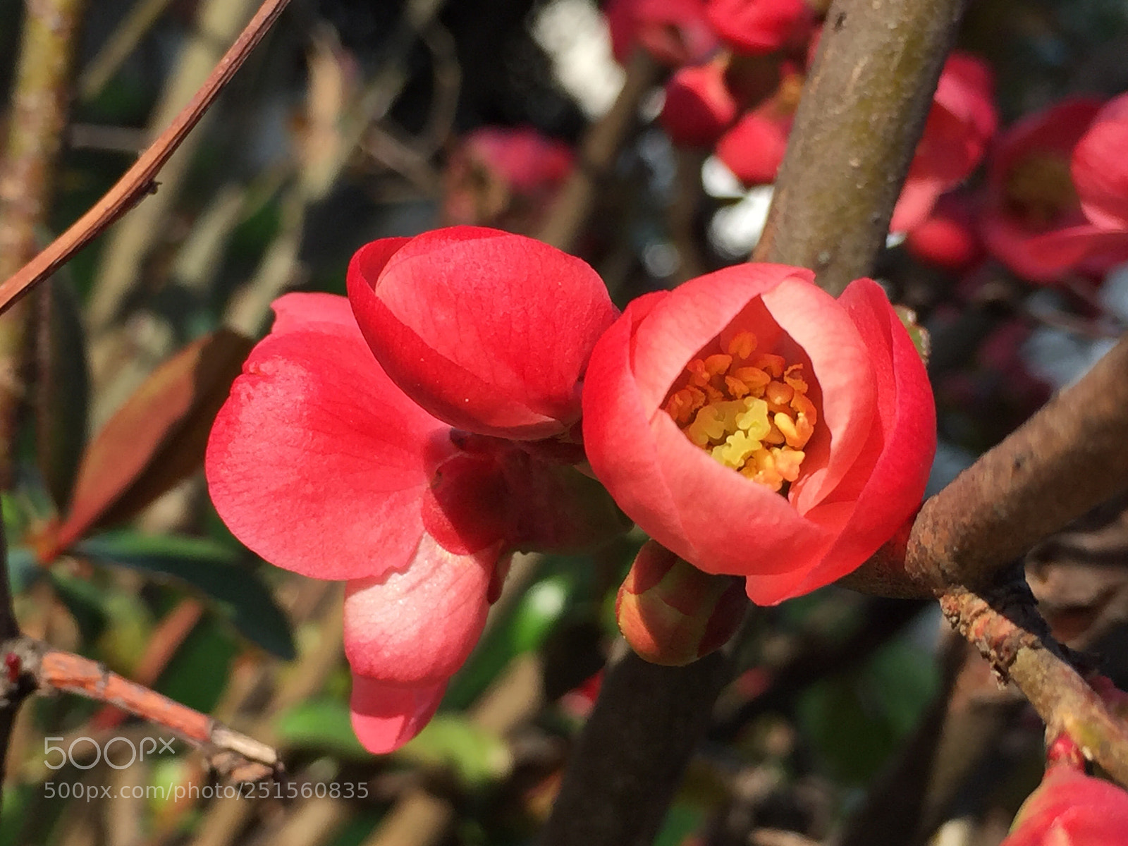 Apple iPhone 6 sample photo. Untitled photography