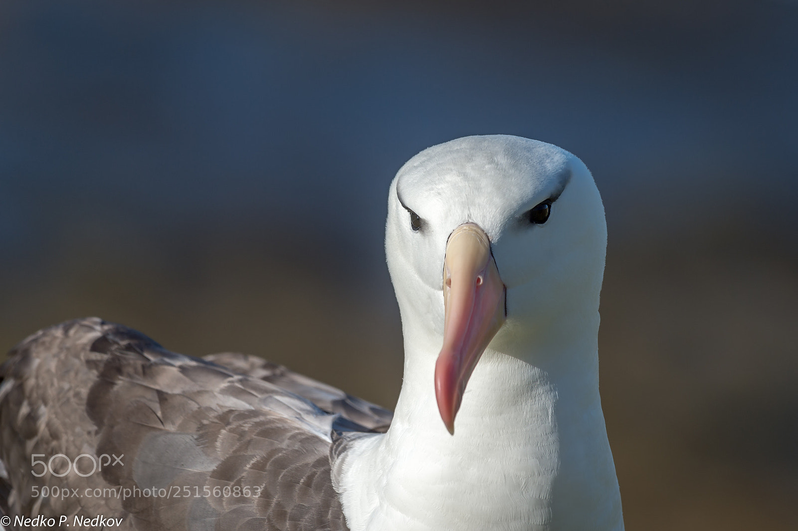 Nikon D4S sample photo. Pixar movie bird photography