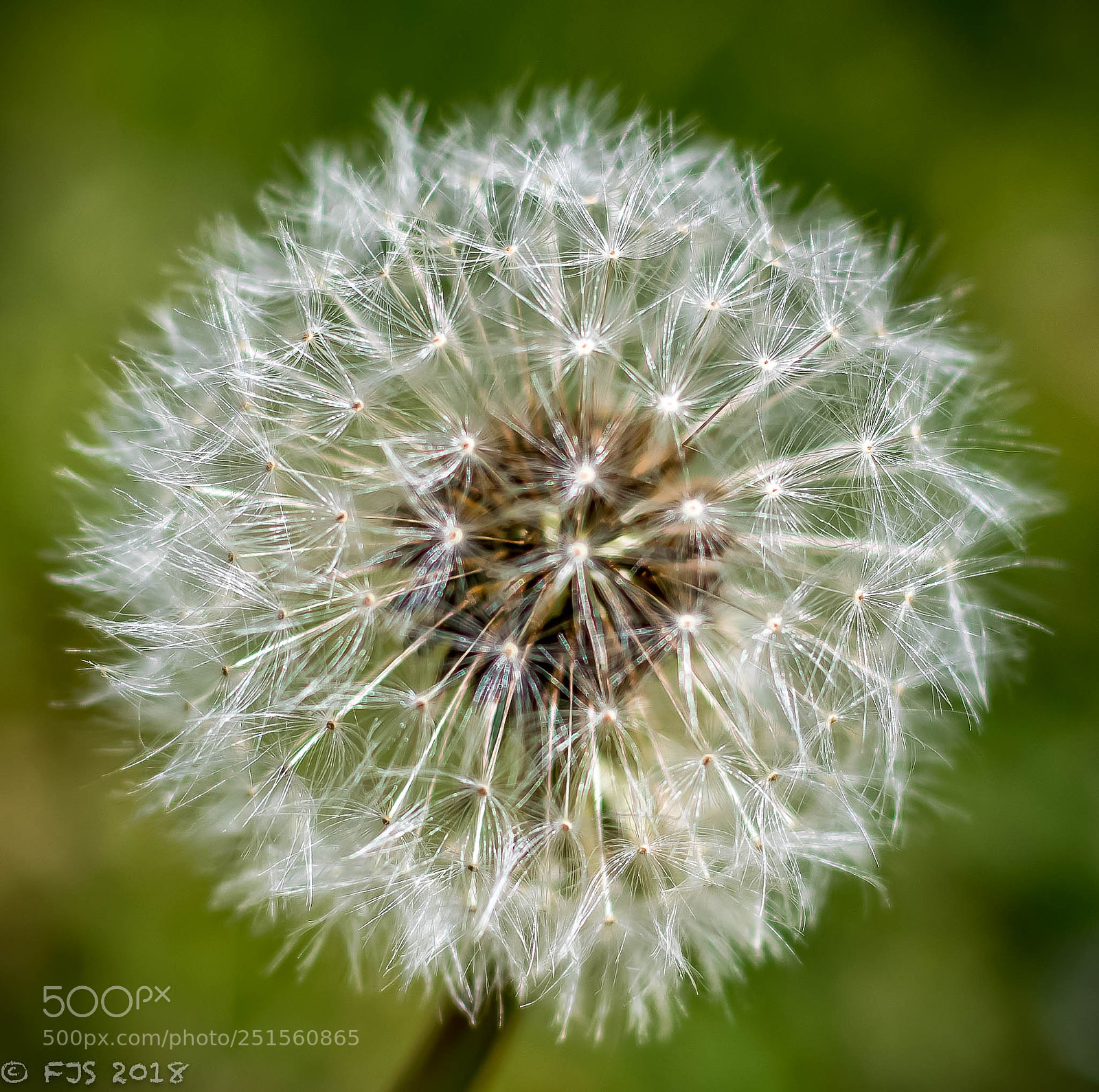 Canon EOS 7D Mark II sample photo. Dandelion photography
