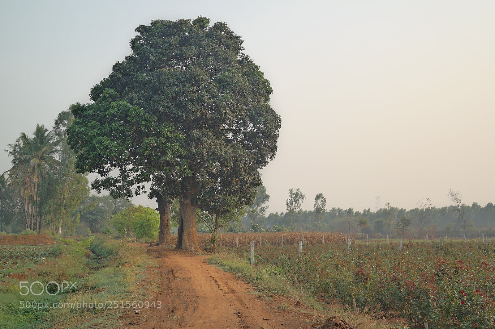 Samsung NX2000 sample photo. Morning ride photography