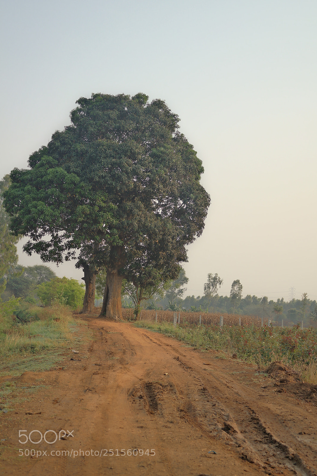Samsung NX2000 sample photo. Morning ride photography
