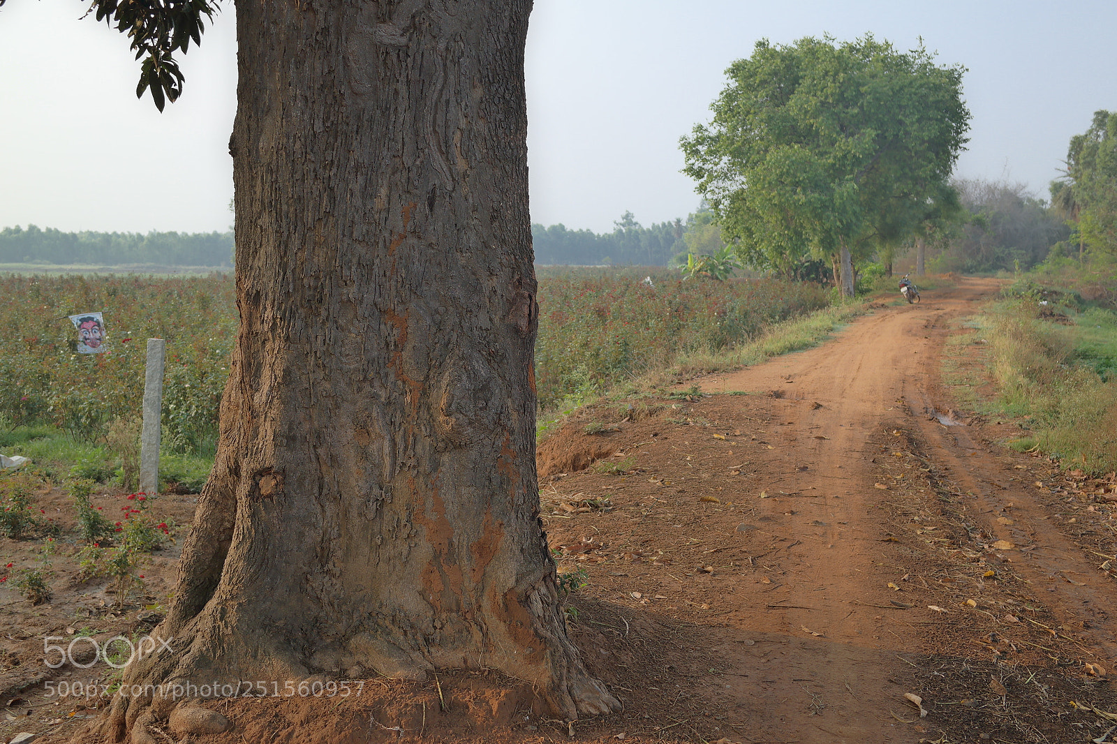 Samsung NX2000 sample photo. Morning ride photography