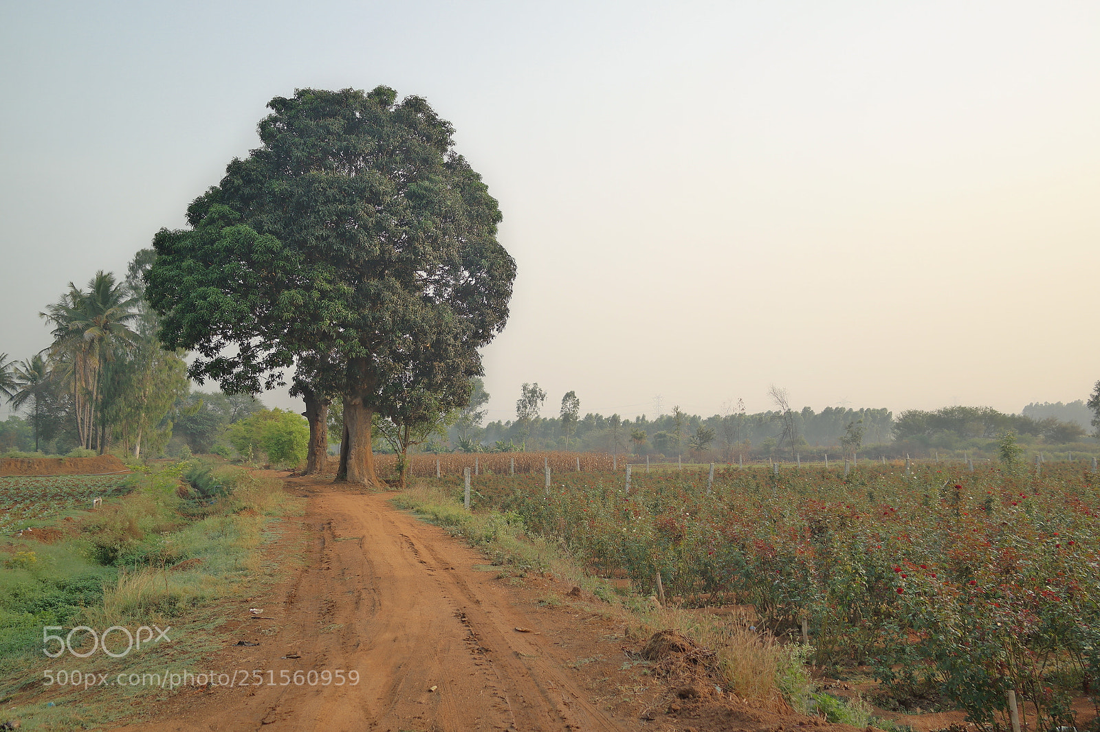 Samsung NX2000 sample photo. Morning ride photography
