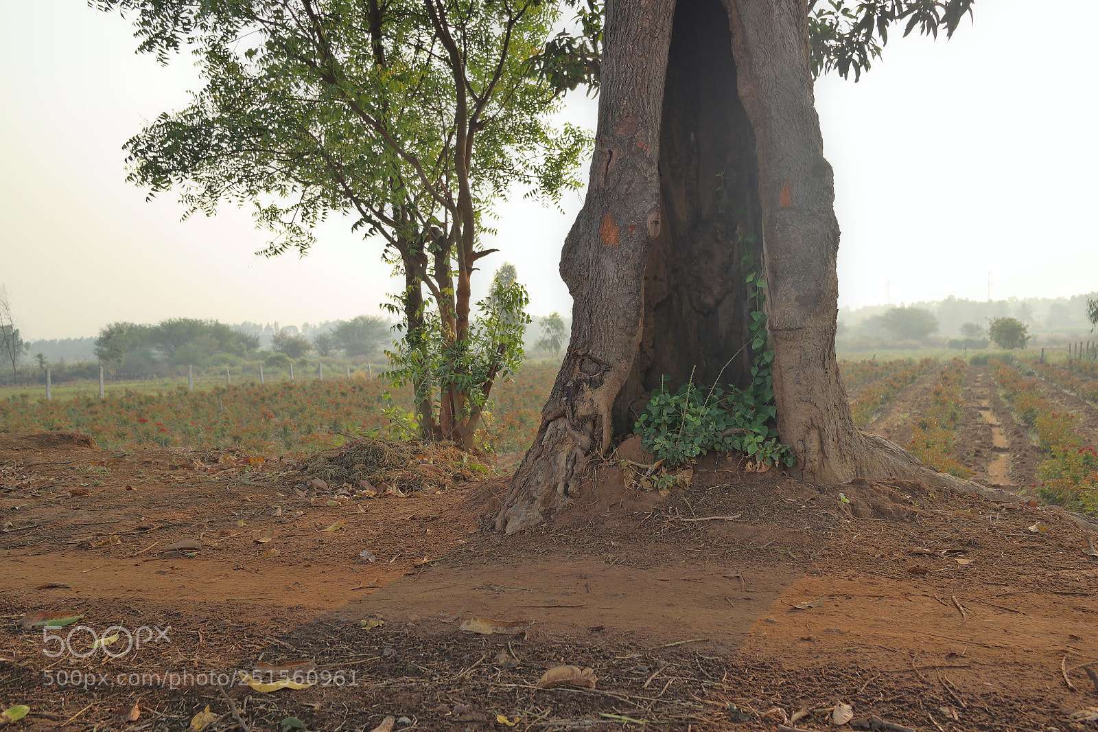 Samsung NX2000 sample photo. Morning ride photography