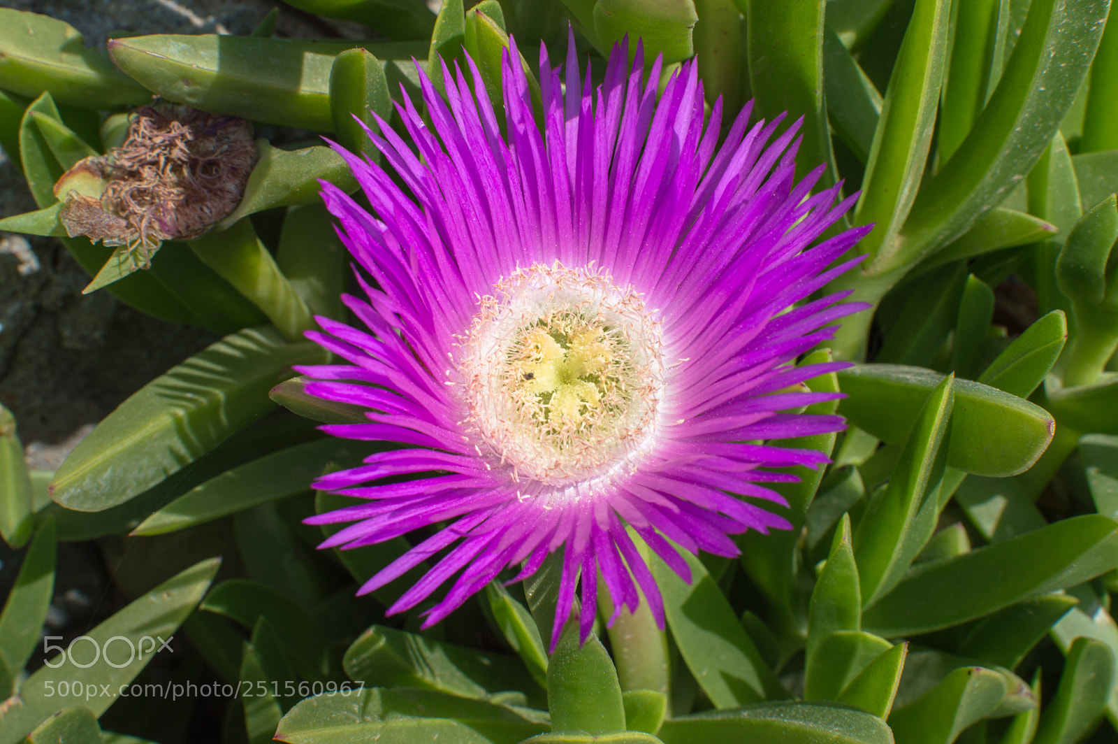 Nikon D3200 sample photo. Purple flower photography