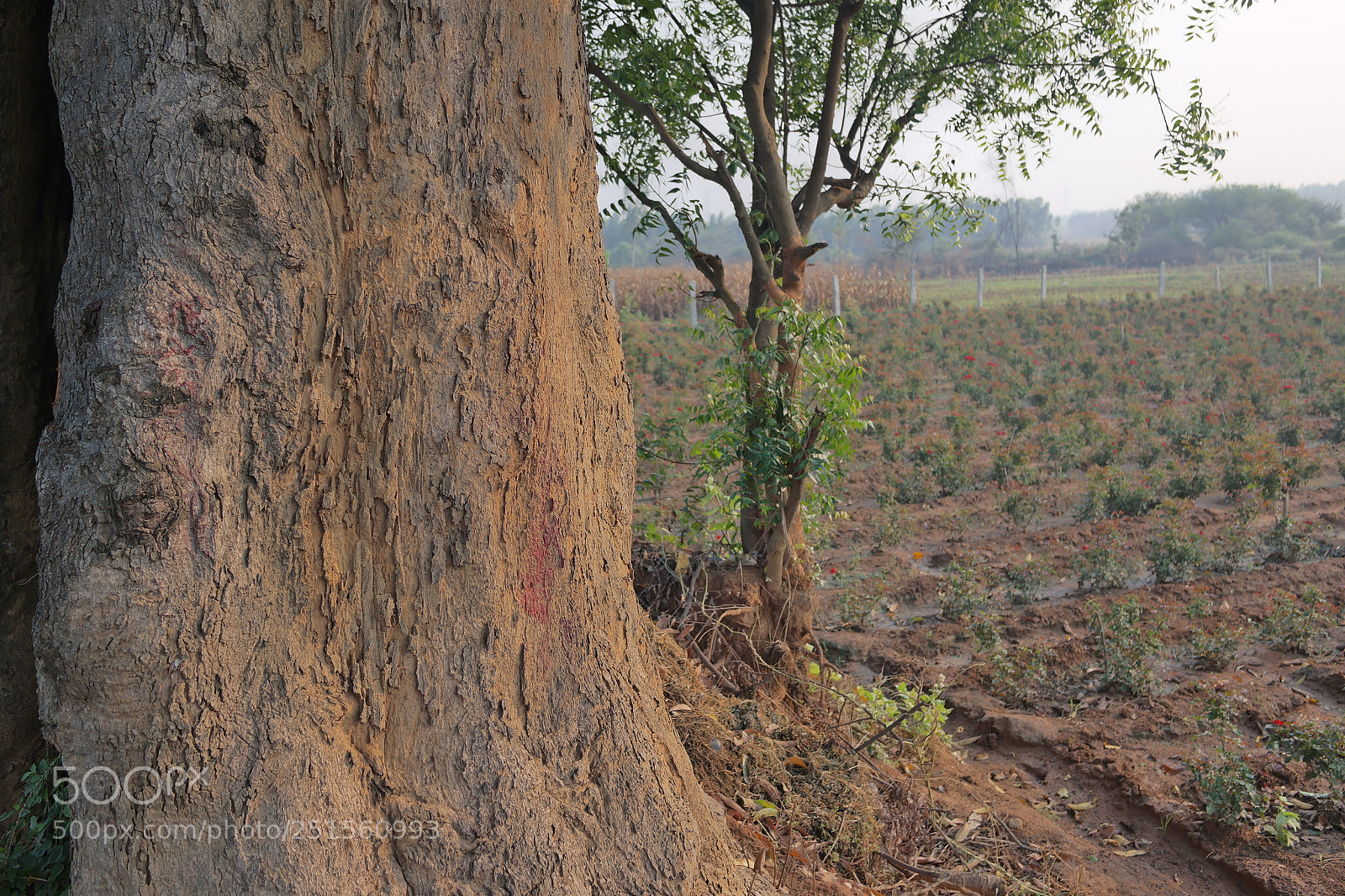 Samsung NX2000 sample photo. Morning ride photography