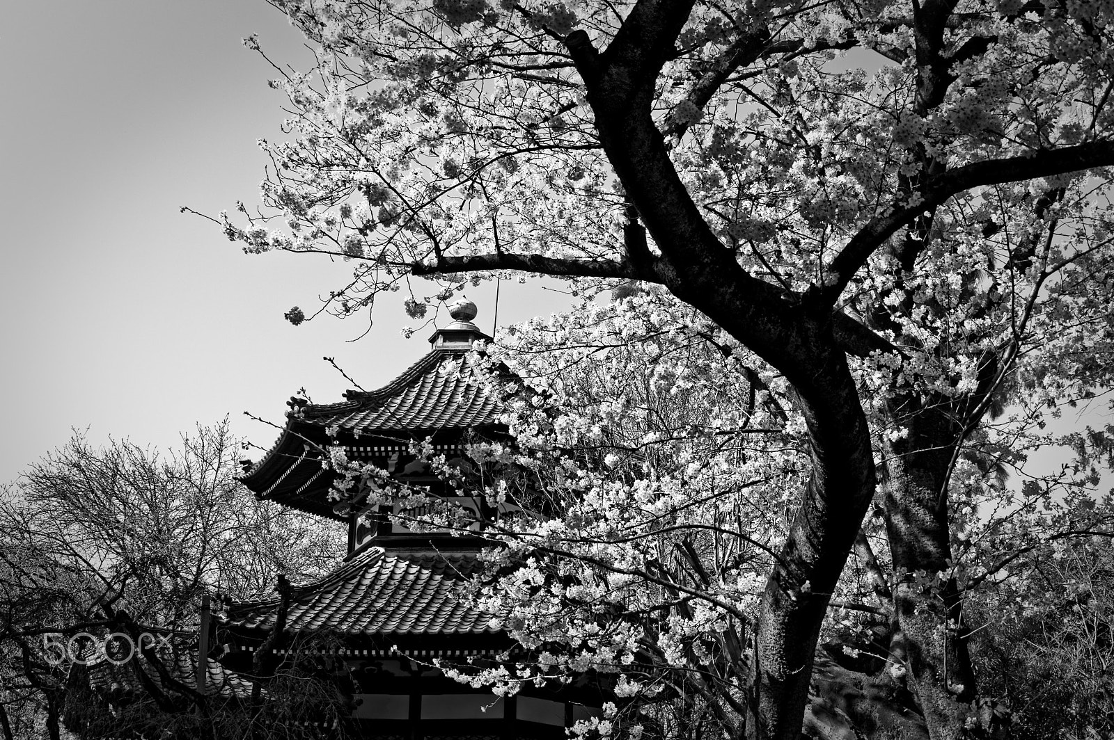 Pentax K-3 II sample photo