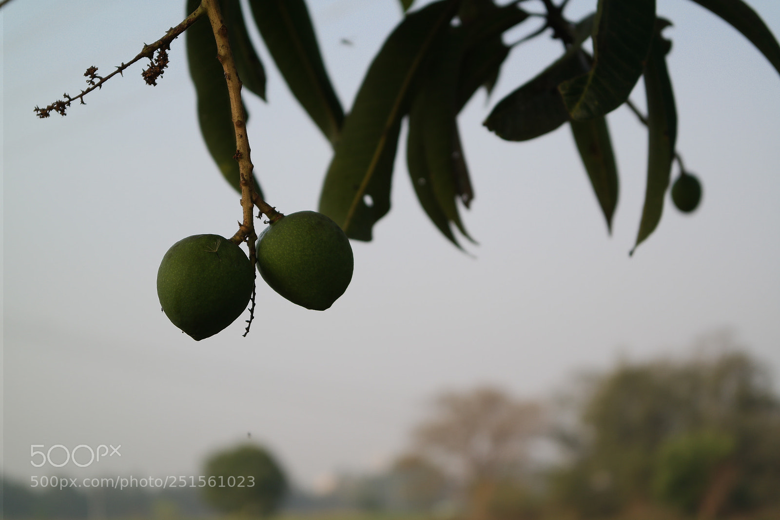 Samsung NX2000 sample photo. Morning ride photography