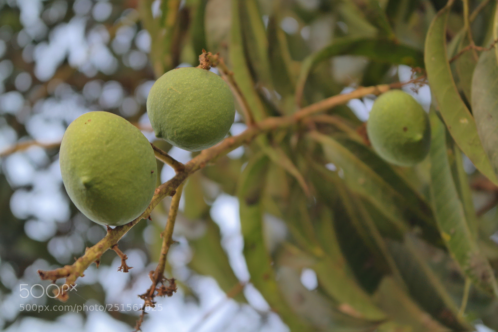 Samsung NX2000 sample photo. Morning ride photography