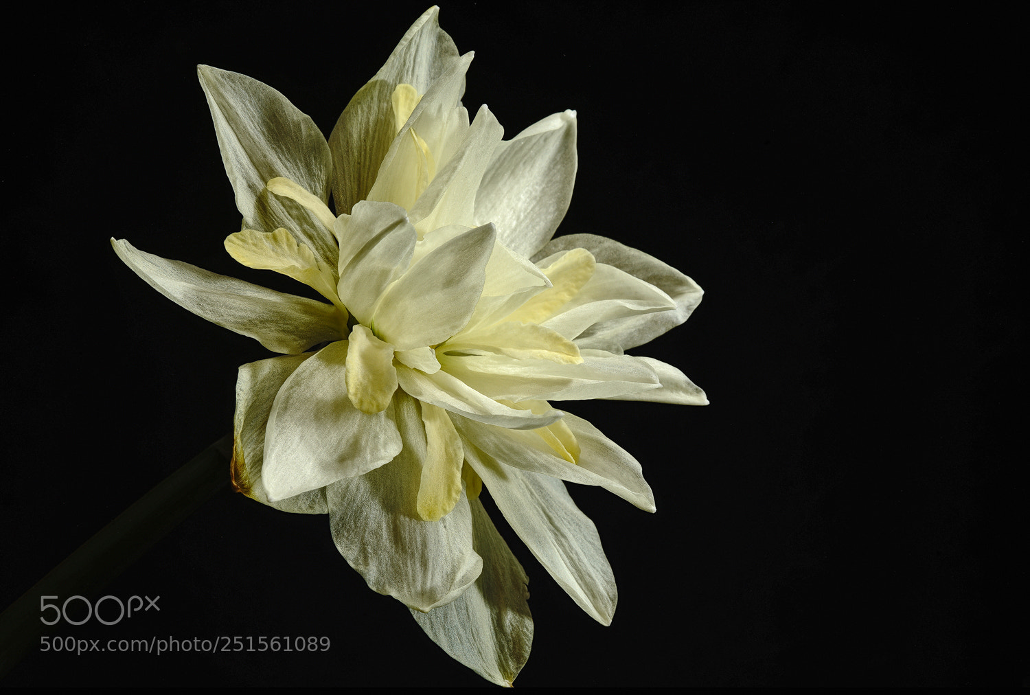 Sony a7R II sample photo. Delicate two tone daff photography