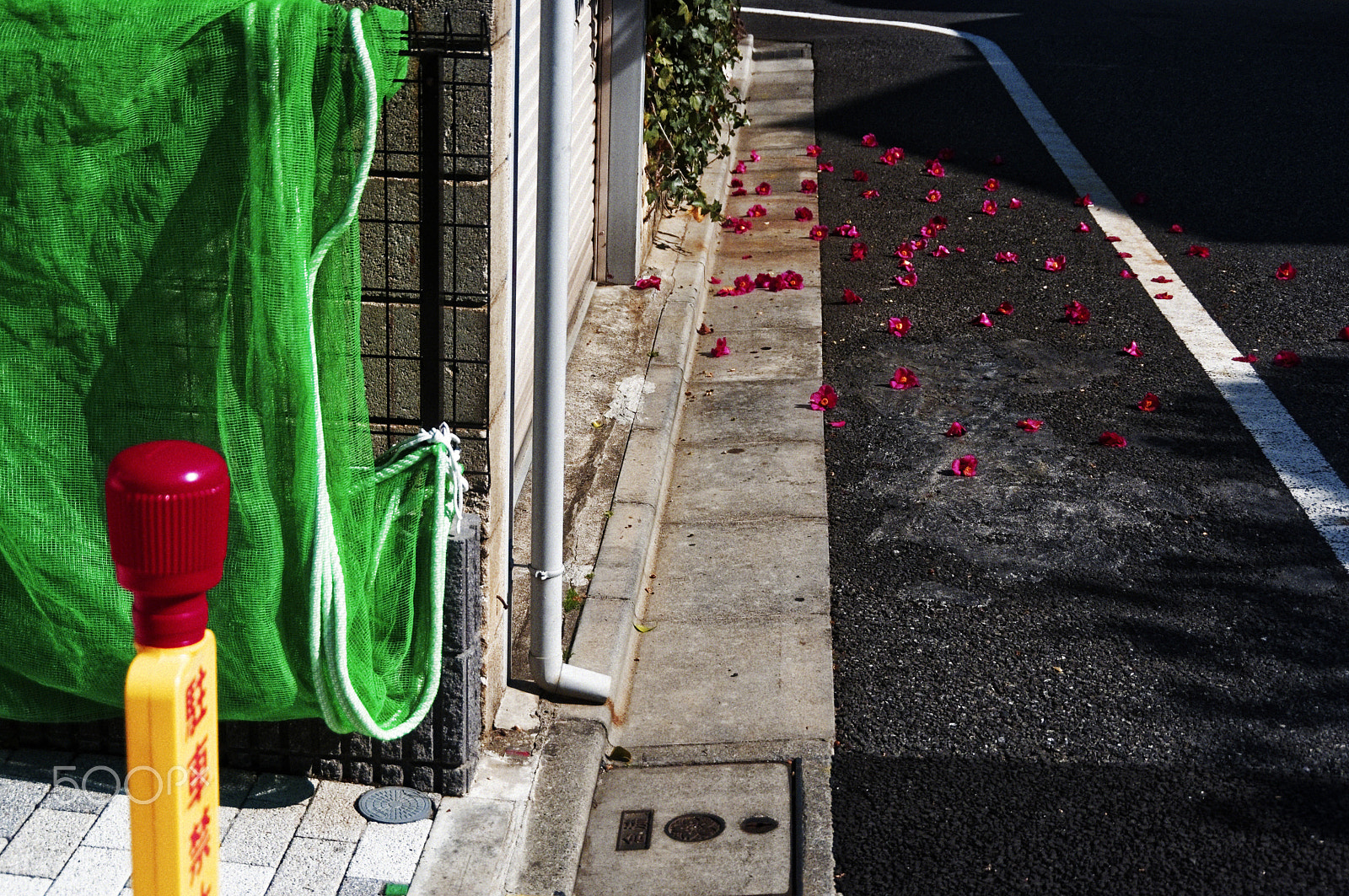 Pentax K-3 II sample photo
