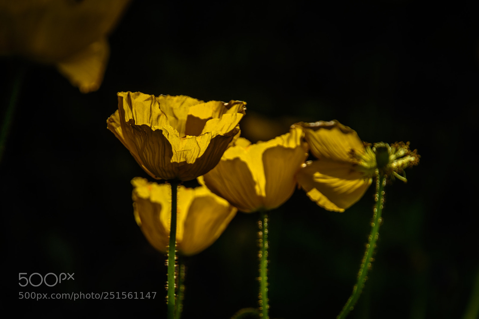 Nikon D5500 sample photo. Spring suns photography