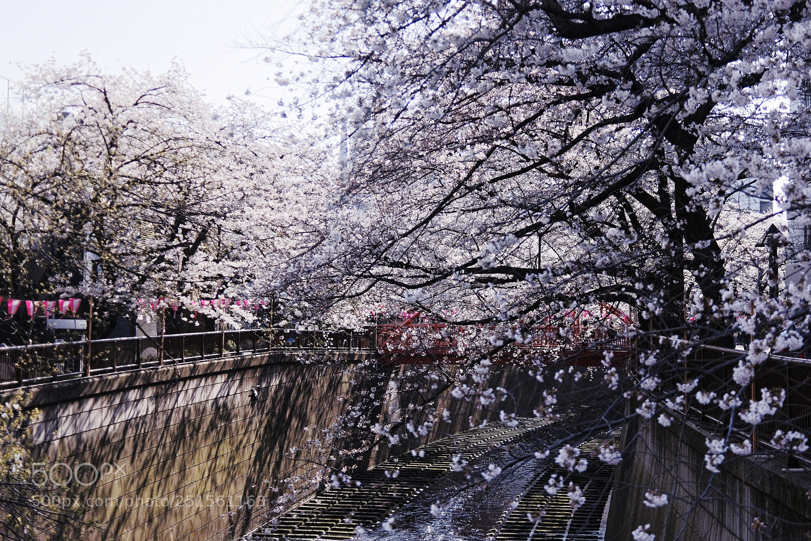 Pentax K-3 II sample photo. Untitled photography