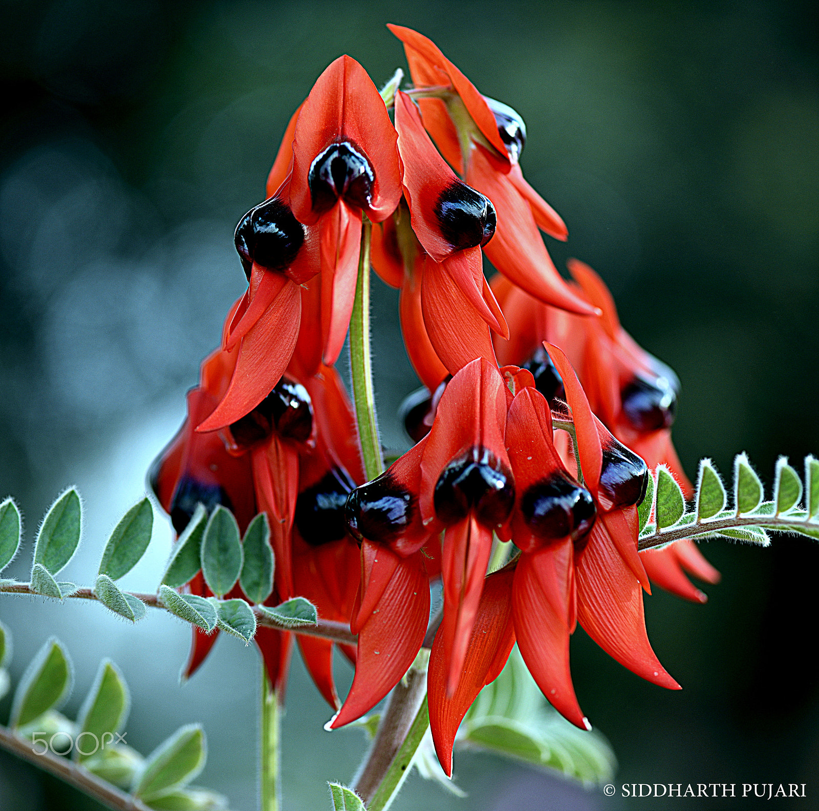 Nikon AF-S Micro-Nikkor 105mm F2.8G IF-ED VR sample photo. Desert pea_australia photography