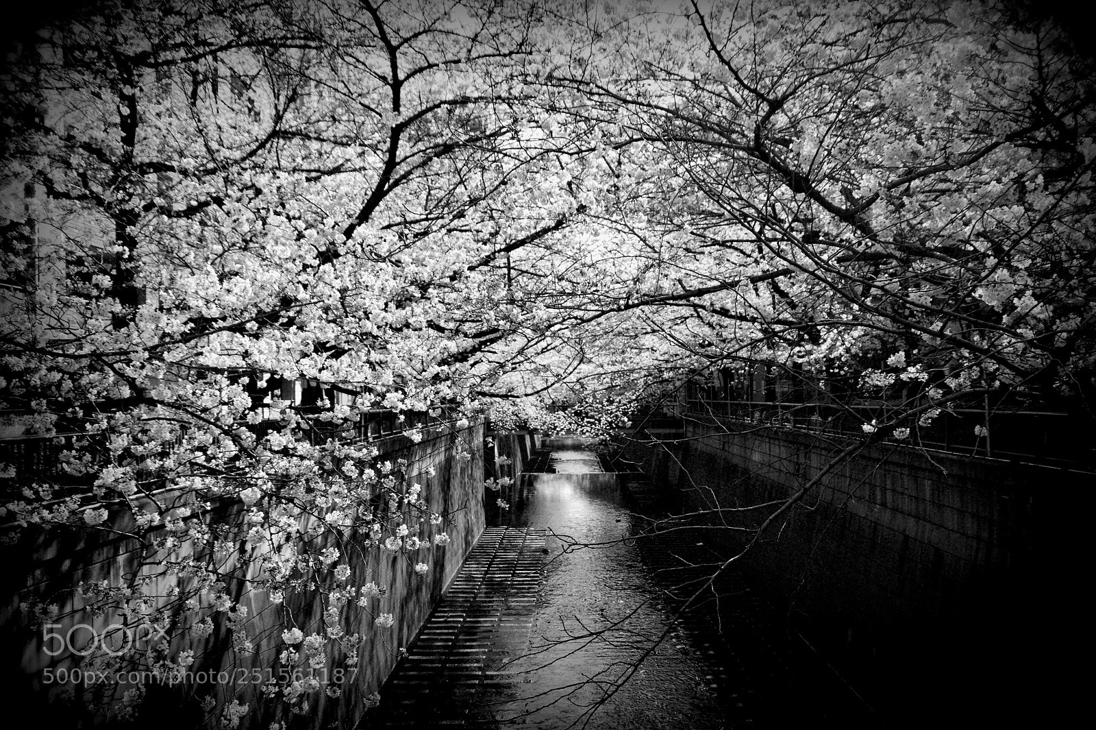 Pentax K-3 II sample photo. Untitled photography