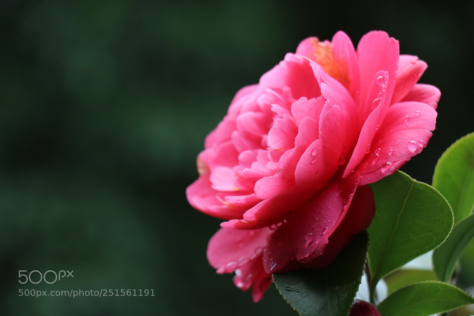 Canon EOS 80D sample photo. A flower photography