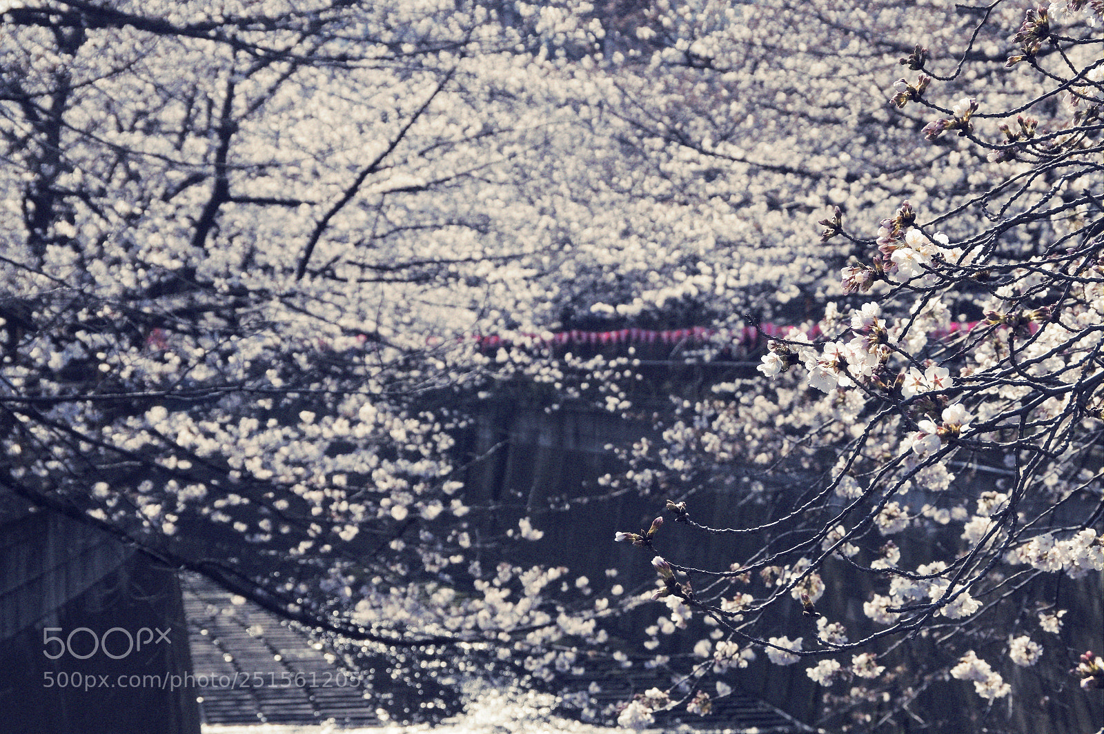Pentax K-3 II sample photo. Untitled photography