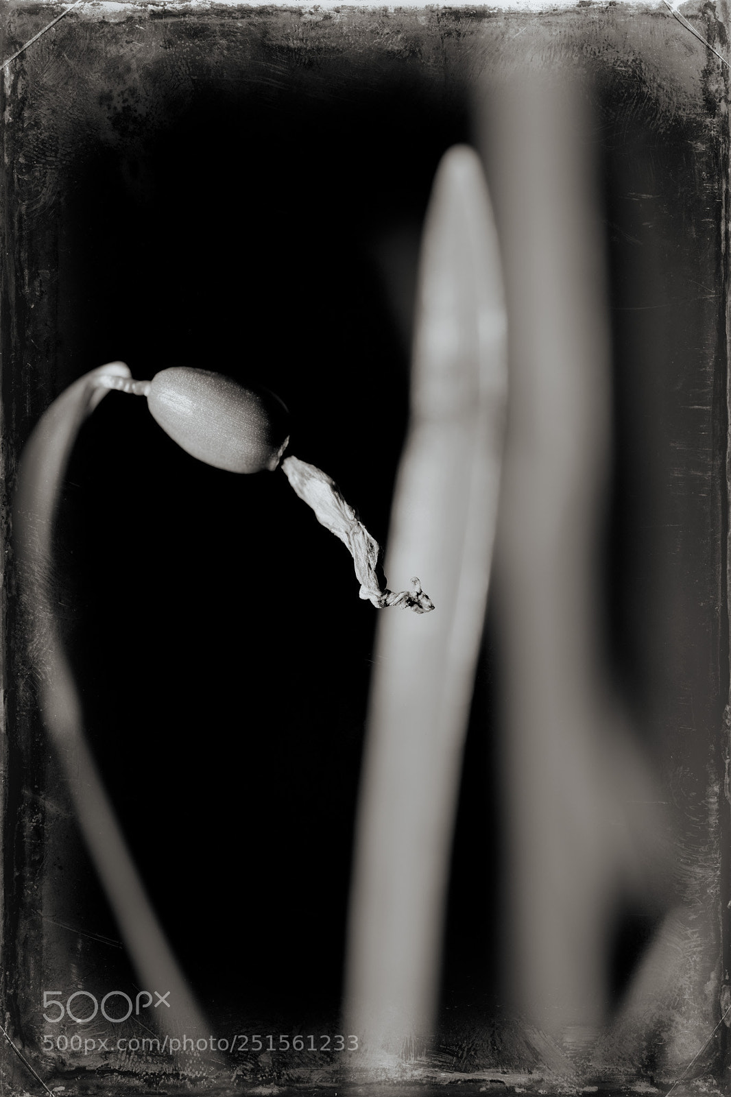 Nikon D850 sample photo. Flower's end photography