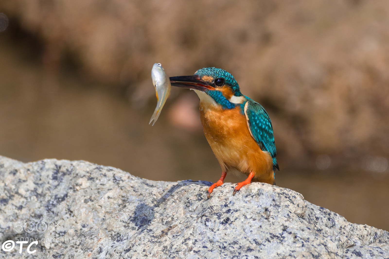 Nikon D500 sample photo. Kingfisher photography