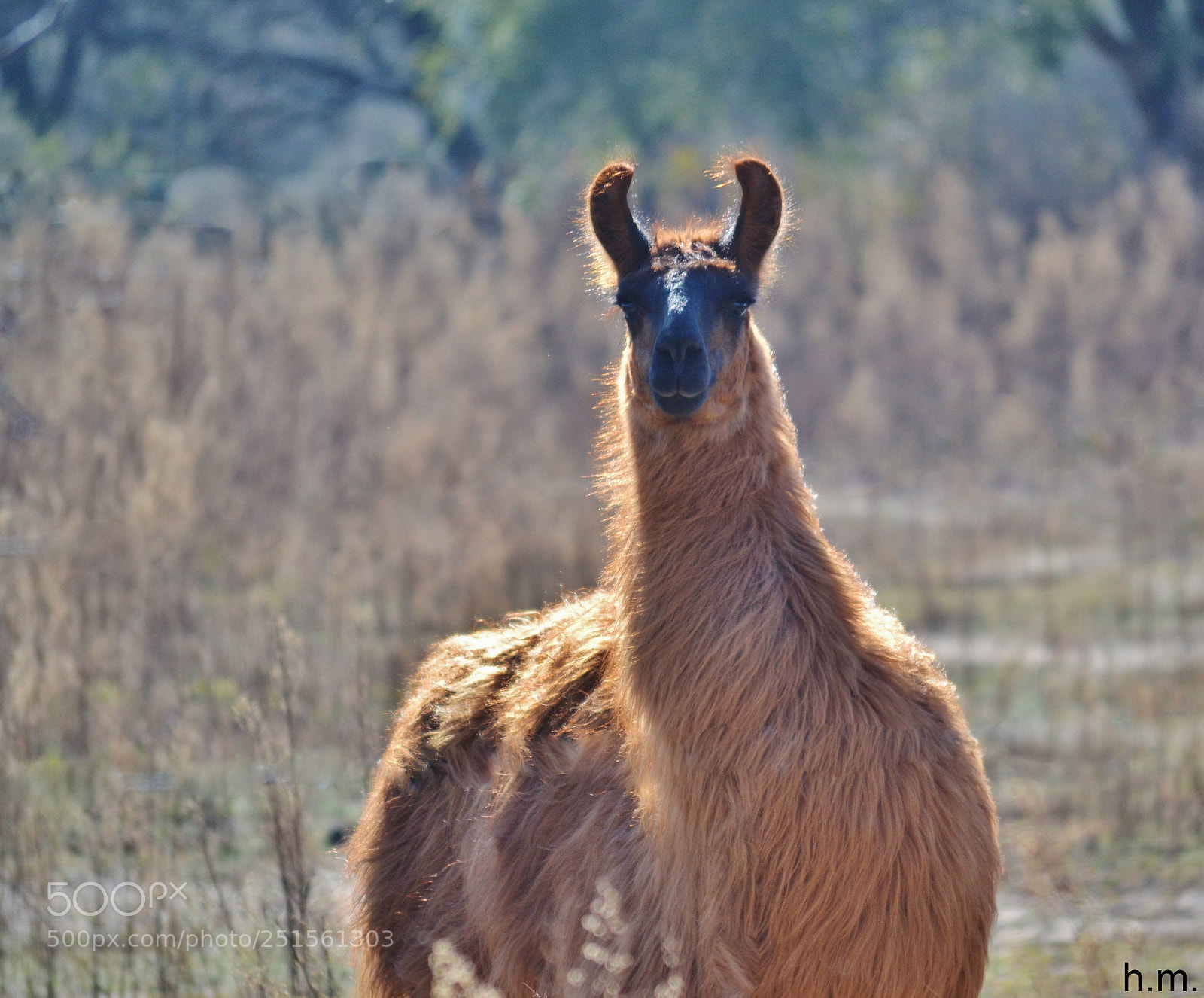 Nikon D3100 sample photo. Aceo photography