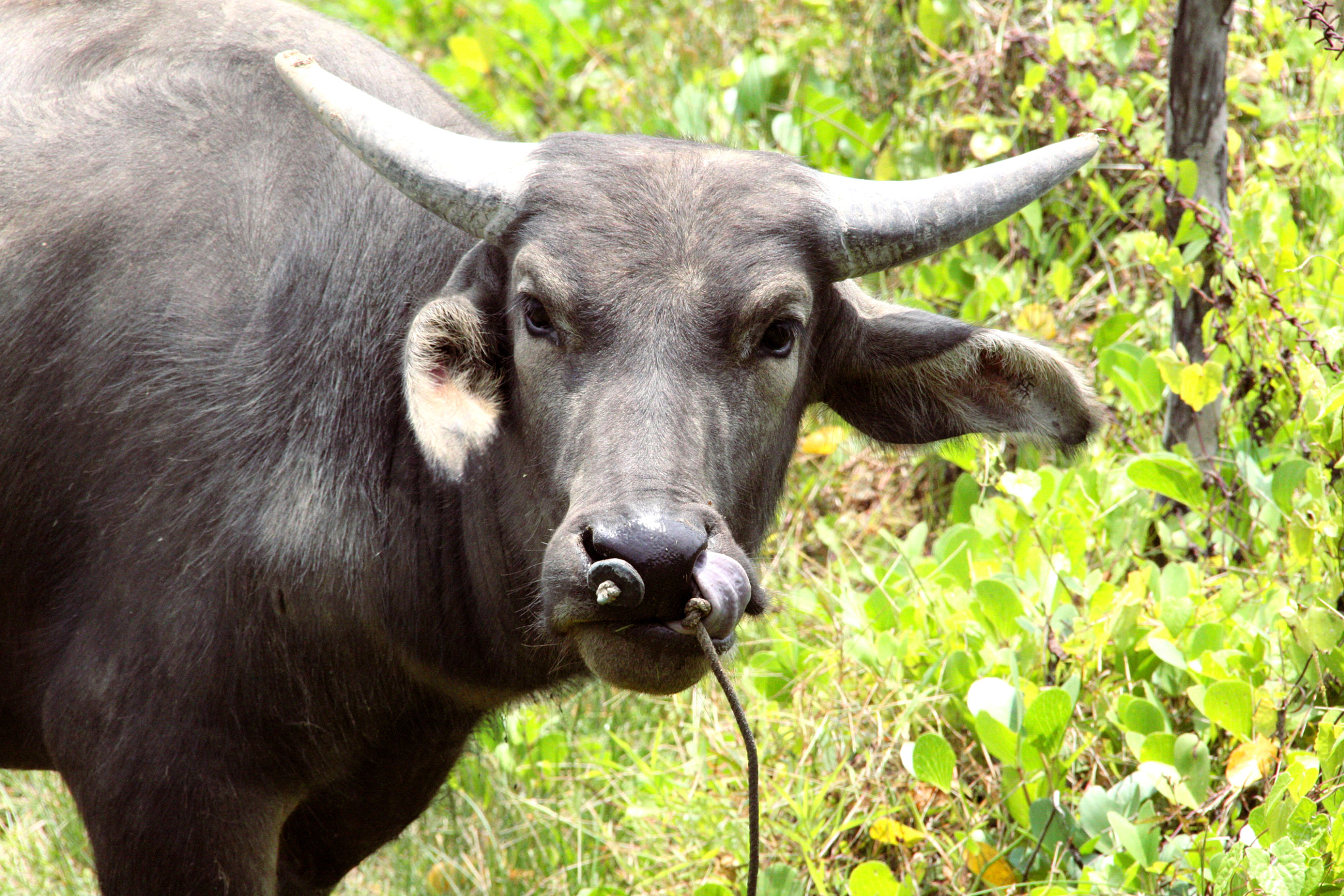 Sigma 18-200mm f/3.5-6.3 DC OS sample photo. Water buffalo photography