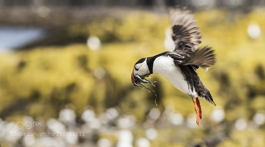 Canon EOS 7D Mark II sample photo. Bijna thuis ... photography