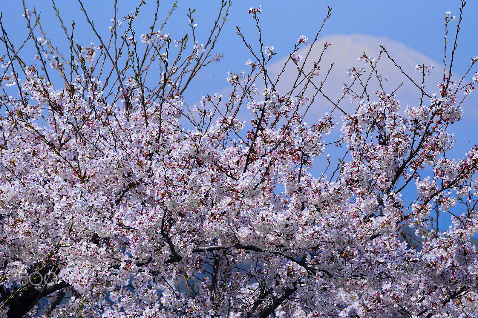 Sony a6300 + Sony FE 24-240mm F3.5-6.3 OSS sample photo. Sakura_fuji photography