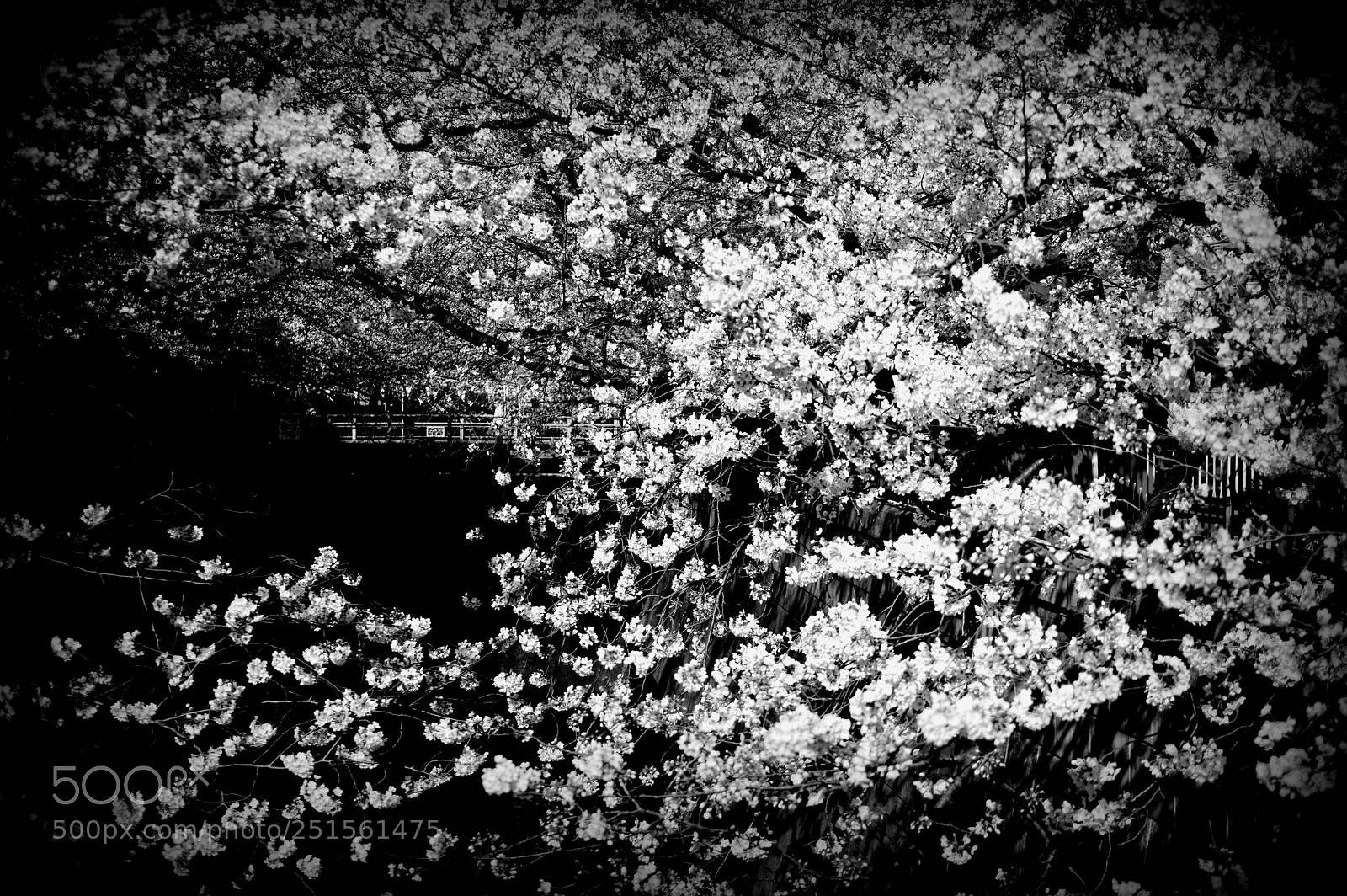 Pentax K-3 II sample photo. Untitled photography