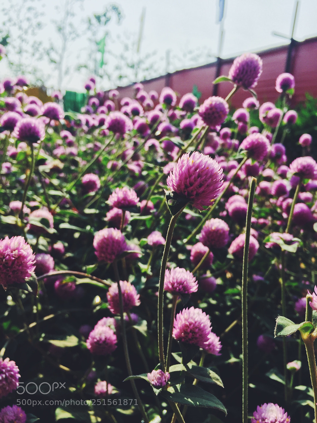 Apple iPhone 6 Plus sample photo. Untitled photography