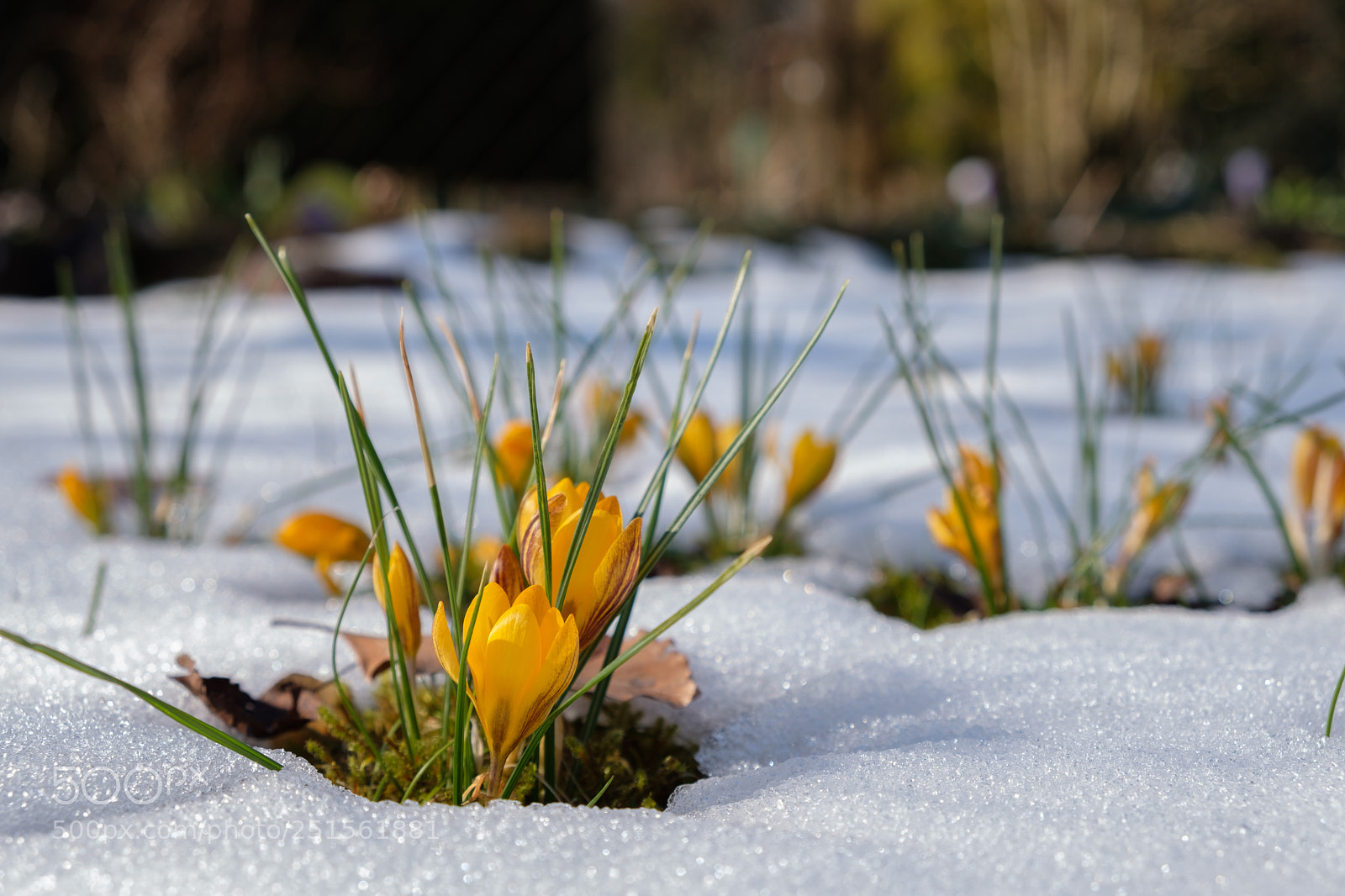 Fujifilm X-T20 sample photo. Spring is coming photography