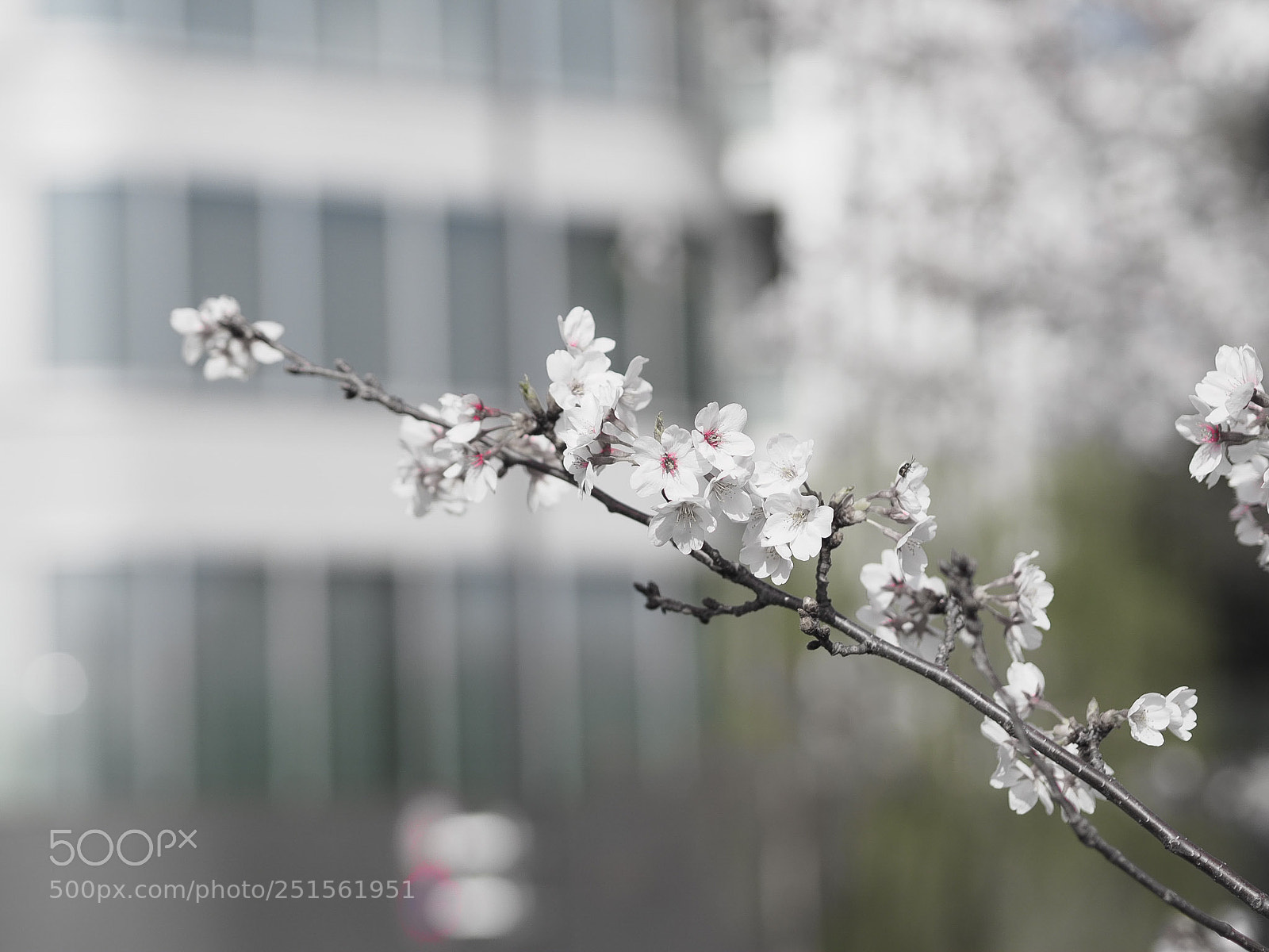Olympus PEN-F sample photo. Untitled photography