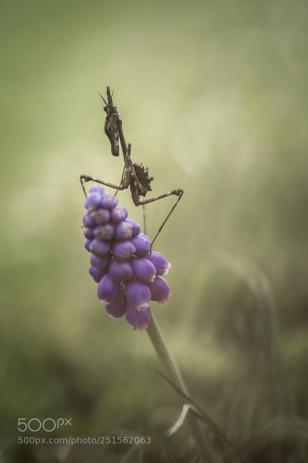 Nikon D7100 sample photo. Diablotin photography