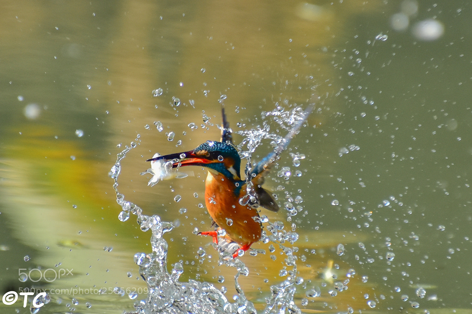 Nikon D7200 sample photo. Kingfisher photography