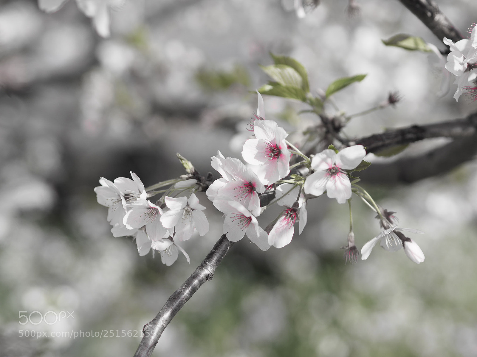 Olympus PEN-F sample photo. Untitled photography
