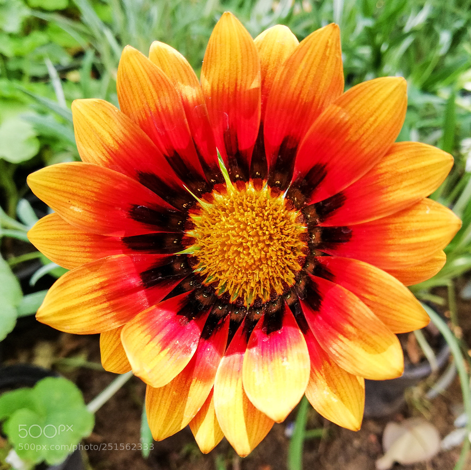 HUAWEI Mate 10 Lite sample photo. Sunflower photography
